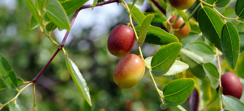 6 cach dung dau jojoba cho da và toc