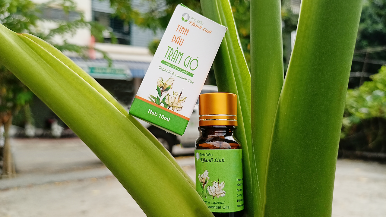 Tinh dầu tràm gió