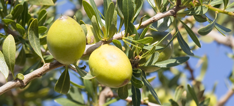 dau argan